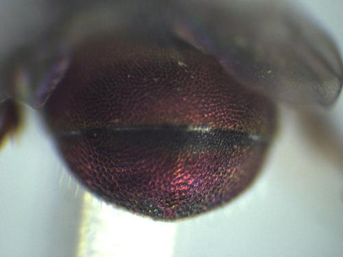 Hedychridium femoratum